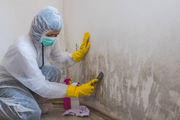 Best Commercial Mold Removal  in Rock Island, WA