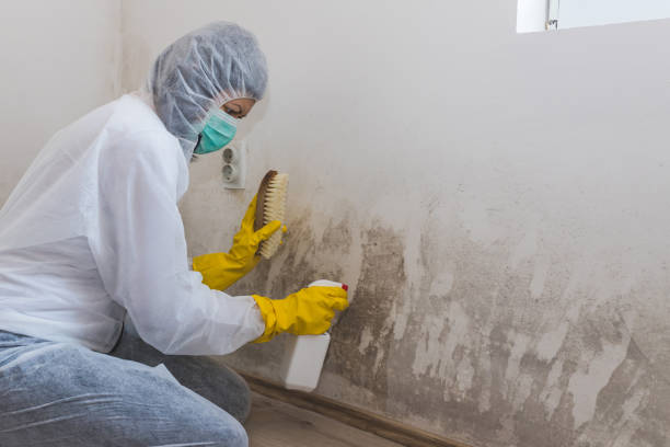 Best Affordable Mold Removal  in Rock Island, WA