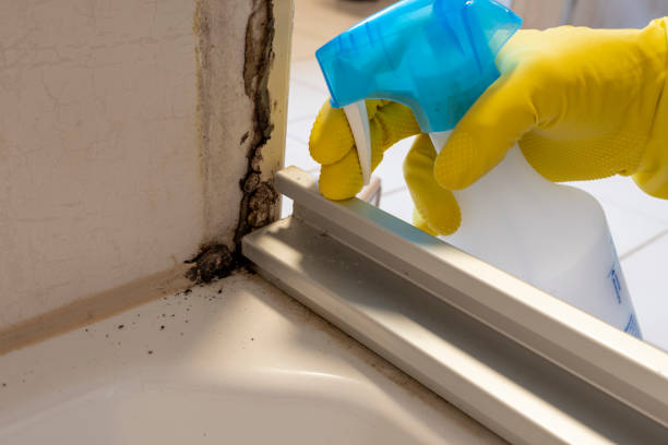 Office Mold Removal Services in Rock Island, WA