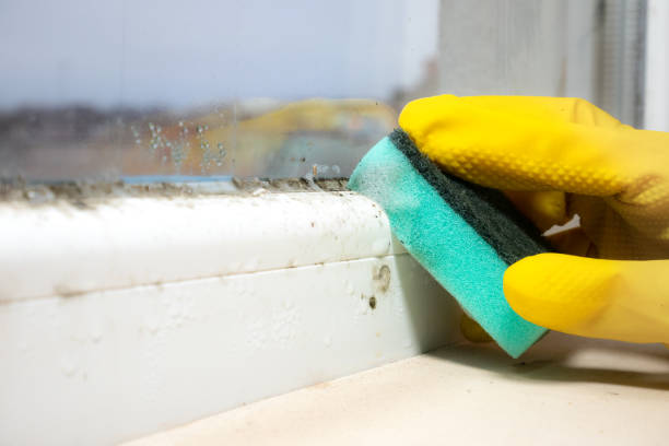 Best Best Mold Removal Companies  in Rock Island, WA