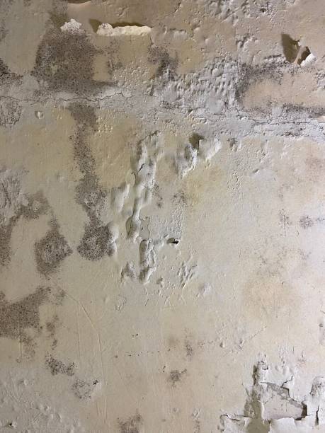 Best Mold Removal Company Near Me  in Rock Island, WA