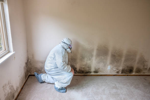 Best Commercial Mold Removal  in Rock Island, WA