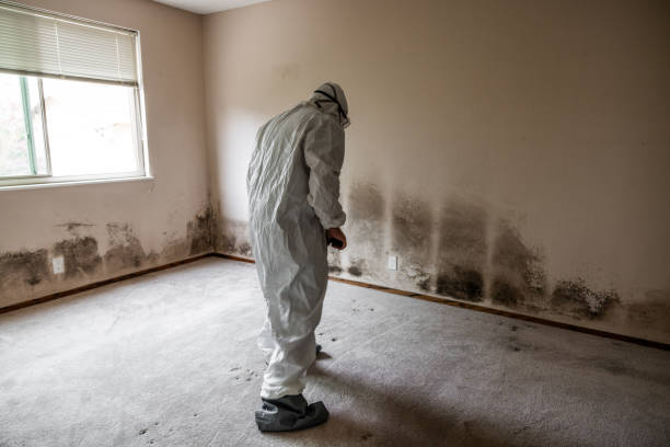 Best Same-Day Mold Removal  in Rock Island, WA
