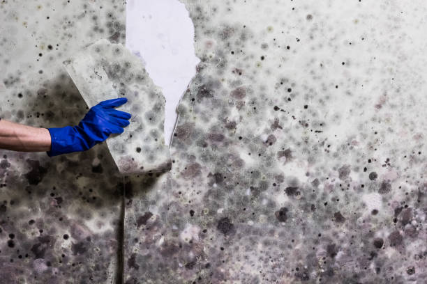 Best Office Mold Removal Services  in Rock Island, WA