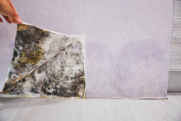 Best Toxic Mold Removal  in Rock Island, WA